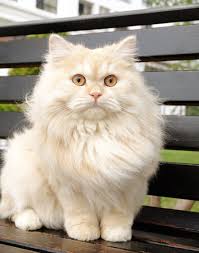 Hobi Main Air 9 Foto Kucing Bergaya Di Kamar Mandi Ini Gemesin Banget