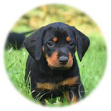 Image result for slovenský kopov