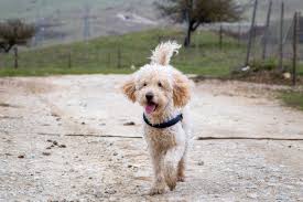 Why buy a golden retriever puppy for sale if you can adopt and save a life? Golden Retriever Mixes With Pictures Pet Keen