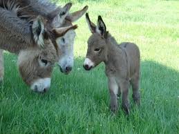 Donkey Rescue World