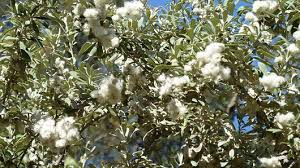 Image result for Tarchonanthus camphoratus