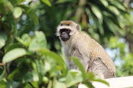 Vervet Monkey Zimbabwe African Animals Animal Photo Animals