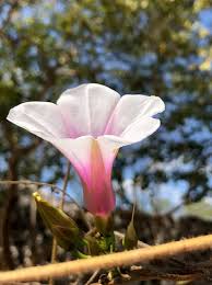 Image result for Ipomoea shirambensis