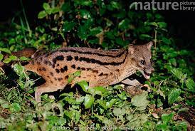 The malagasy or striped civet (fossa fossana), also known as the fanaloka (malagasy, fə̥ˈnaluk) or jabady, is an euplerid endemic to madagascar. Nature Picture Library Striped Civet Fossa Fossana Side View Portrait Eastern Madagascar Gerry Ellis