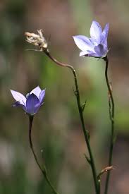 Image result for Wahlenbergia krebsii