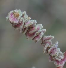 Image result for Atriplex halimus