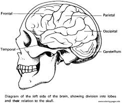 Once you find the hornet, see if you can find the hippocampus. Human Brain Coloring Pages Learny Kids