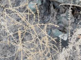 Image result for Salsola rabieana