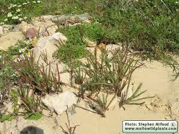 Image result for Salsola