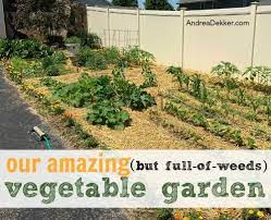 Diy weed killer for creeping charlie. Our Amazing But Full Of Weeds Vegetable Garden Andrea Dekker