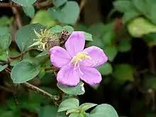 Image result for Dissotis