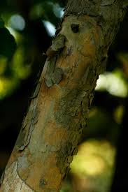 Image result for Cleistochlamys