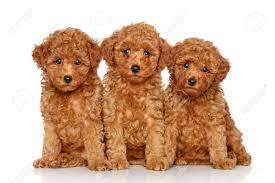 If children can handle them with care, it eases their anxiety a great deal. Red Toy Poodle Puppies Online Shopping