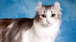 Available American Curl Kittens For Sale & Cats For Adoption
