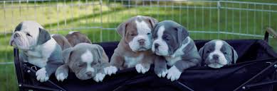 New litter is here born 2/17/21 and ready for their forever homes around 4/20/21. Pinnacle Bulldoggespinnacle Bulldogges