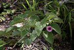Image result for Ipomoea verbascoidea