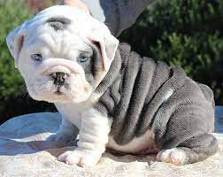 English Bulldog Rare Colors Susse Tiere Babytiere Bulldoggen Welpen