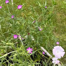 Image result for Agrostemma githago