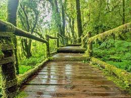 Cameron highlands travel guide cameron highlands flights things to do in cameron highlands car rentals in cameron highlands cameron highlands vacations. Cameron Highlands Sunrise Adventure Malaysia Adventoro