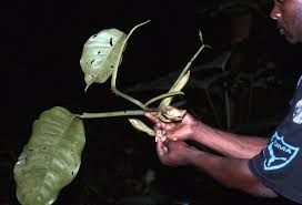 Image result for Culcasia orientalis