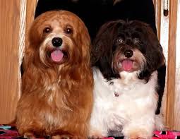 This is our third litter and our last. Havanese Puppies At Cupids Havanese In Ohio Havanese Puppies Havanese Puppies
