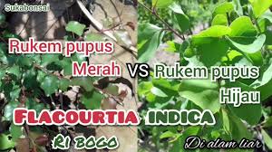 Mengenal dan melihat langsung bentuk daun, batang pohon bahan bonsai rukem (flacourtia indica) di habitatnya di alam liar. Perbedaan Pohon Rukem Merah Dan Rukem Hijau Youtube