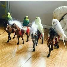 Pin By A Rubschlager On Budgie Budgie Cute Birds Pet Birds Budgies Bird