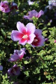 Image result for Hibiscus dongolensis