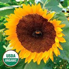 Taiyo Sunflower Flower Seeds Flower Seeds Packets Garden Seeds