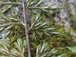 Image result for Asplenium goetzei