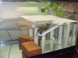 Kingsnake Com Photo Gallery Reptiles Turtle Tank Turtle Setup Turtle Dock