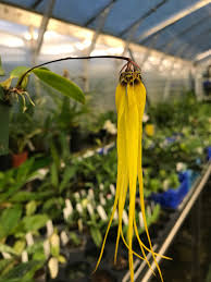 Image result for Bulbophyllum vulcanicum