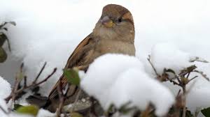 Deshalb haben wir heute wieder für reserven gesorgt. Stunde Der Wintervogel 2021 Wie Viele Vogel Sind Noch Da Br Wissen