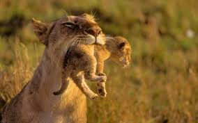 planet posts on twitter animals beautiful cute animals animals