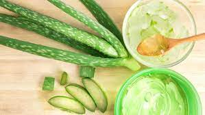 Dengan begitu, aloe vera adalah zat yang aman digunakan saat hamil dan menyusui. 5 Manfaat Lidah Buaya Untuk Kulit Dan Kecantikan Orami