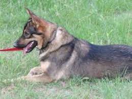 Austin Pets Akc German Shepherd Craigslist Akc German Shepherd German Shepherd Pets