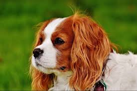Характер и стандарты собаки кавалер кинг чарльз спаниель. King Charlz Spaniel Harakter Chem Kormit Dressirovka Petglobals Com