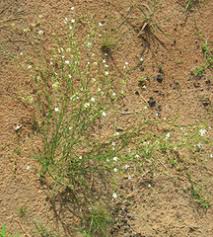 Image result for Limeum fenestratum