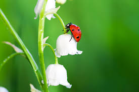 ⬇ télécharger des photos de coccinelle sur la meilleure banque photo depositphotos! Les Eco Gestes Du Jardin Les Fleurs Melliferes Au Printemps