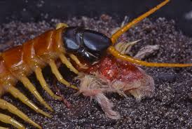 House centipedes tagged huge bug killed mouse, what is it? Centipedes What S Bugging You