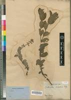 Image result for Syncolostemon welwitschii