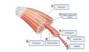 If you want to redo an answer click on the box and the answer will which pair are the true vocal cords superior or inferior. Ch 10 Lab Map Flashcards Quizlet