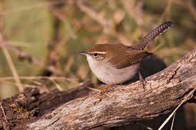 Backyard Birds Of Western Washington Bewick S Wren Bird Life List Bird At Swim Two Birds