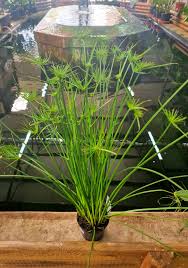 Image result for Cyperus haspan