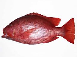 Harus di sesuaikan dengan kondisi, sehingga umpan lebih cepat. Download 93 Gambar Ikan Kakap Merah Terbaik Gratis