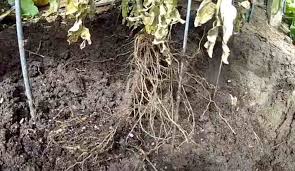 Maybe you would like to learn more about one of these? How Deep Do Tomato Roots Grow Gardening Channel