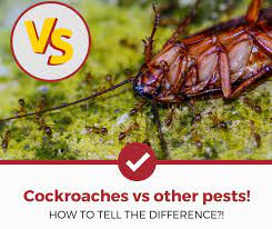 What kind of bugs do chickens eat? Cockroaches Vs Other Pests Easily See The Differences Pest Strategies
