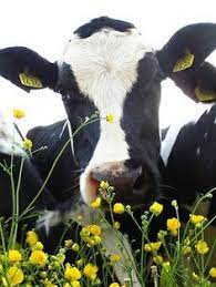 70 Best Cows Images In 2019 Cow Farm Animals Cattle