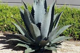 Image result for Agave americana