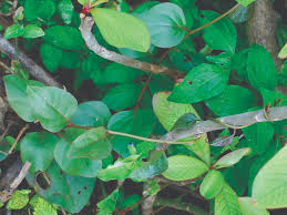 Image result for Basella